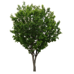 Obraz premium Fresh and bright natural big and tall green leave of tree with branches on isolate white background for mock and decorate craft or art about architecture and environmental.