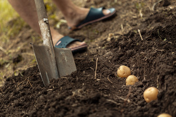 potato field vegetable with tubers in soil dirt surface background