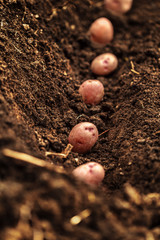 potato field vegetable with tubers in soil dirt surface background
