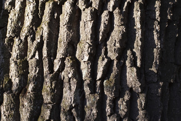 Tree bark background