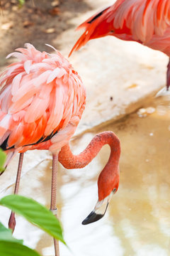Pink flamingos in wildlife, Mexico