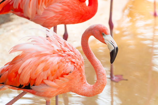 Pink flamingos in wildlife, Mexico