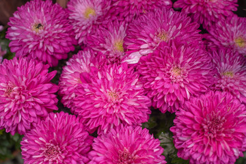 autumn bouquet with asters. selective focus. 