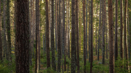 Obraz premium Beautiful pine forest at sunset. Long tree trunks and small conifer plants on the ground.