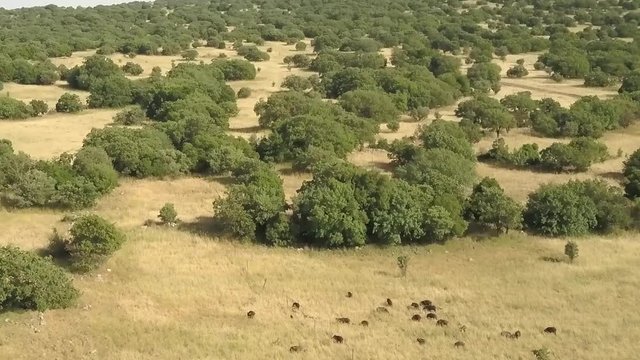Flying over Wild Boar Herd in woodland
Flying over Wild Boar Herd in woodland, Golan Heights, Drone shot, Israel

