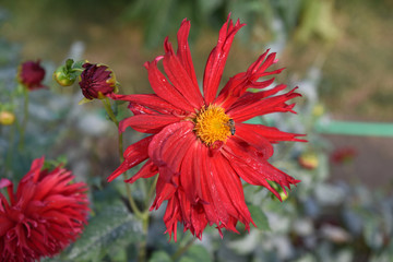 Dahlia rouge