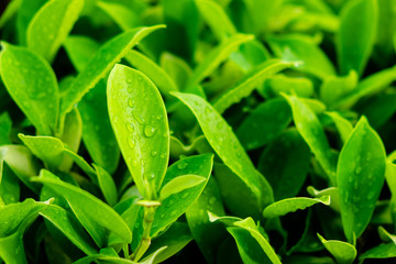 Green Leaves and Water Drops in the Garden Morning