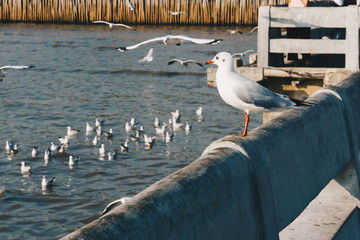 White seagull birds chilling and looking flock of birds fly and floating on the sea water with sun light shining day.