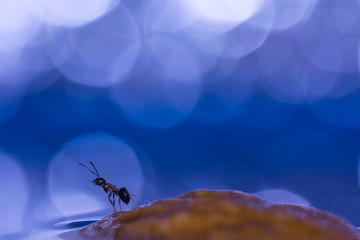 formica su piccola isola deserta (guscio di noce rovesciato nell'acqua) con sfondo blu, sfocato e palle di luce sullo sfondo con immagine riflessa nell'acqua