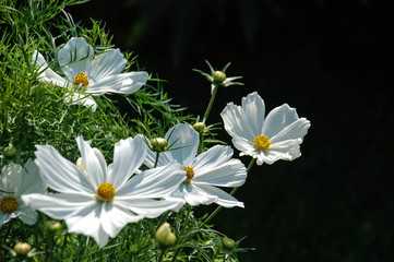 Obraz premium white flowers on green background