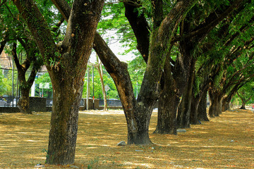 big tree in park with autumn color, lined up