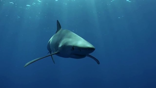 Blue shark, Atlantic Ocean, The Azores, Portugal.