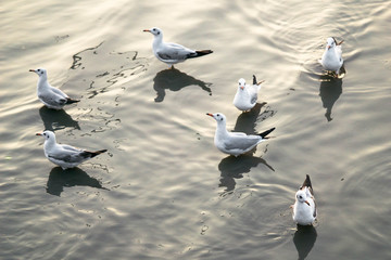 Flock of white seagull birds chilling and floating on the surface  and wave of blue sea water  with yellow sun light shining background.