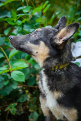 Mongrel dog with big ears looking towards closeup