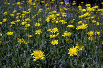 Bright yellow dandelions in the Sunny garden