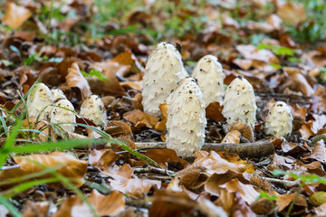 Pilzgruppe im herbstlichen Buchenlaub