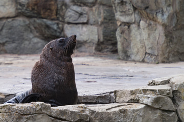 Obraz premium Seehund mit Blick nach rechts