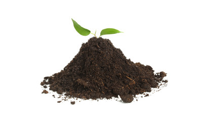Small green plant in soil on white background