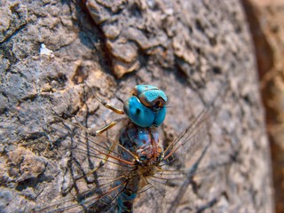 libellula