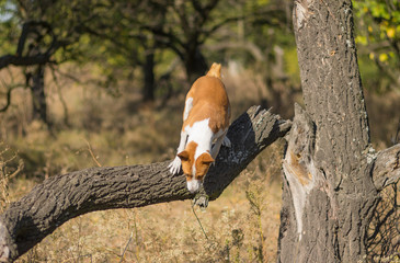 Wild Basenji dog jumping off from broken apricot tree at fall forest