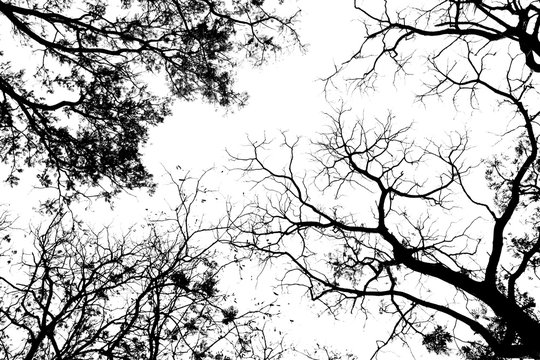 Bare tree branches on a pale white background