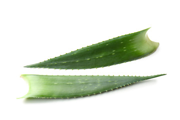 Aloe vera leaves on white background