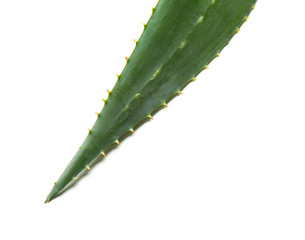 Aloe vera leaf on white background