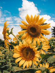 Colorful vintage and retro blooming fresh sunflowers and blue sky background with cloud at the garden. 
