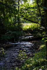 Forest landscape. Copy space