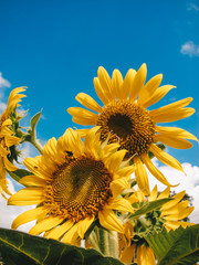 Colorful vintage and retro blooming fresh sunflowers and blue sky background with cloud at the garden. 