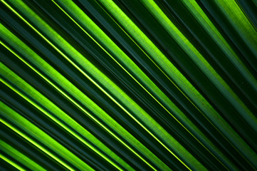 Obraz premium Lines and textures of Green Palm leaves