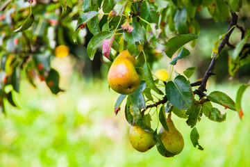 Baum mit reifen Birnen / Hirschbirn Baum / Pöllauberg / Äste mit reifen Birnen