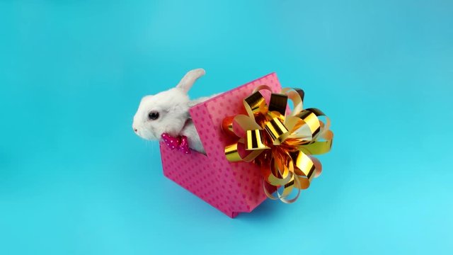 Gift box with surprise, white Bunny with pink bow, blue background ready for chroma key