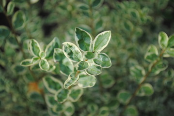 closeup of a plant