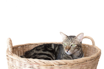 Fototapeta na wymiar Bobtail cat is sleep in the woven basket.