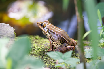 frog