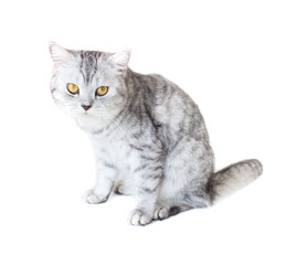 Obraz premium Male tabby cat looking at the way to escape.