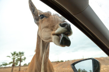 Antelope poked its head into a car and licking car window for food. Feeding wild animals out of the car window at African zoo safari wildlife park.