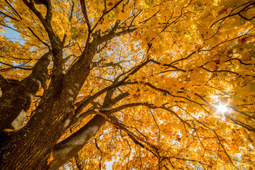 Maple tree in golden leaves in the sunlight. View up. Autumn Park.
