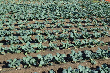 ブロッコリー畑