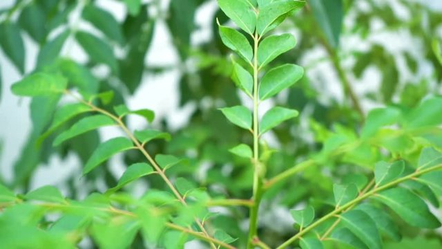 Curry leaves tree plant