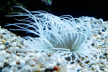 Obraz premium Anémona de mar II