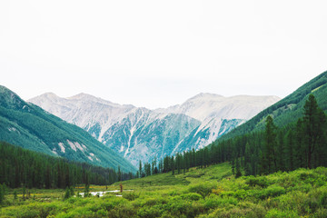 Obraz premium Mountain creek in valley against wonderful giant mountains. Rich vegetation and coniferous forest of highlands. Conifer trees. Amazing atmospheric landscape of majestic nature.