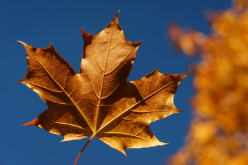 Bright orange maple leaf with a clear blue sky on background.
