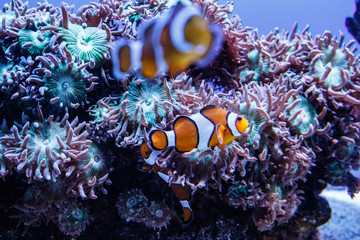 Peces payaso entre corales