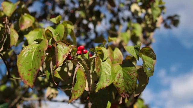 Holly berries in tree leaves daytime.mov
