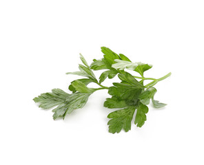 Fresh aromatic parsley on white background