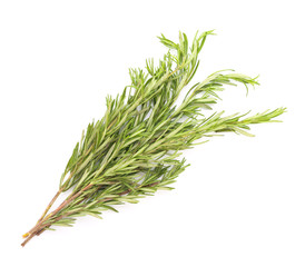 Fresh aromatic rosemary on white background