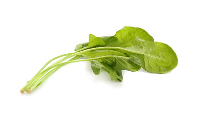 Fresh aromatic sorrel on white background
