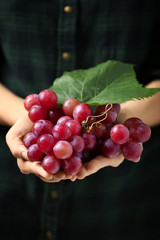 Woman holding red sweet grapes, closeup